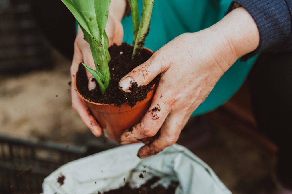 plant in a pot